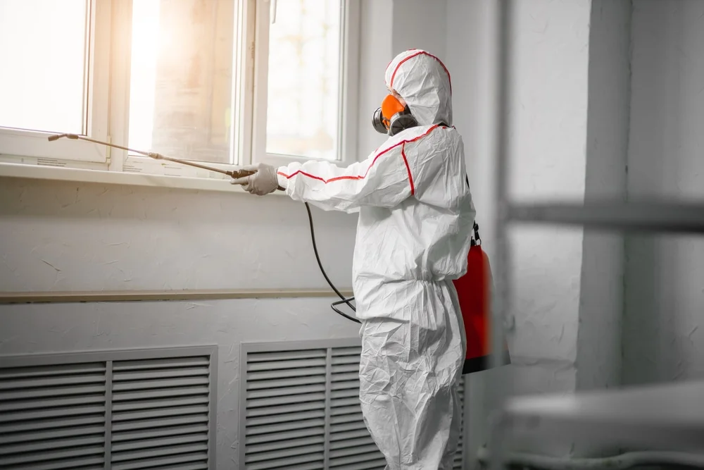 Professional mold remediation services in Palm Harbor, FL